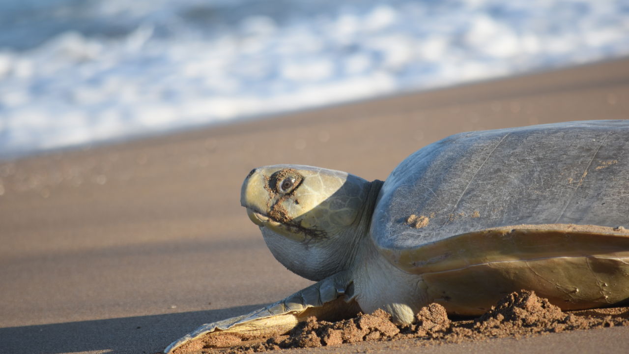 Vital turtle nesting site Avoid Island chosen as climate change refuge