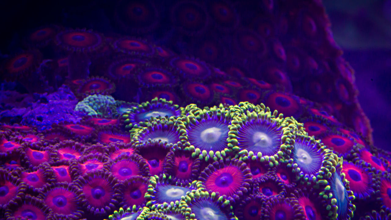 Do heat resistant corals exist?