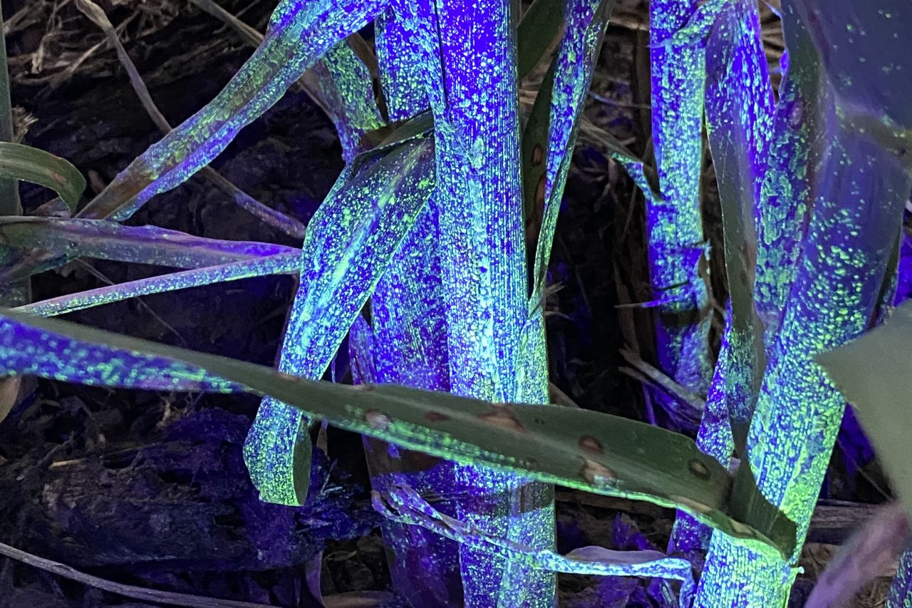 Specialised UV fluorescent dye that has been applied in sugarcane to showcase droplet coverage from different nozzle configurations.