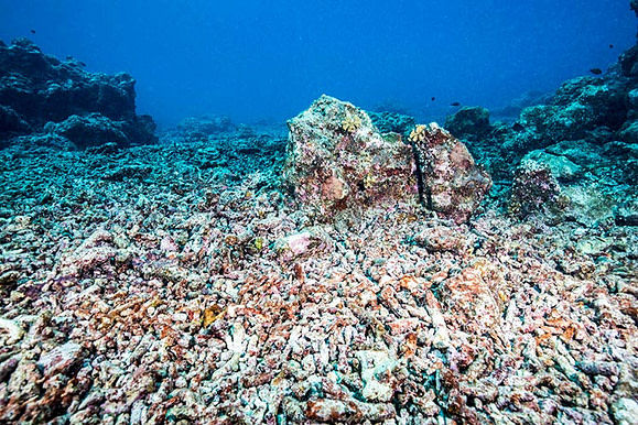 A coral rubble field. Credit: Peter Mumby