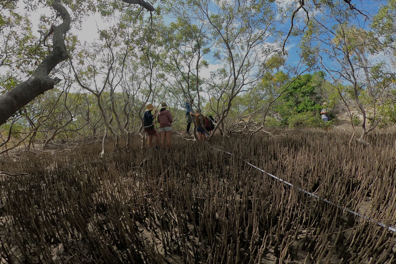 Students measure mangrove forest biomass using the Rapid Long Plot method on North Keppel Island with North Keppel Island Environment Education Centre. Photo credit: Eric Cech, NKIEEC