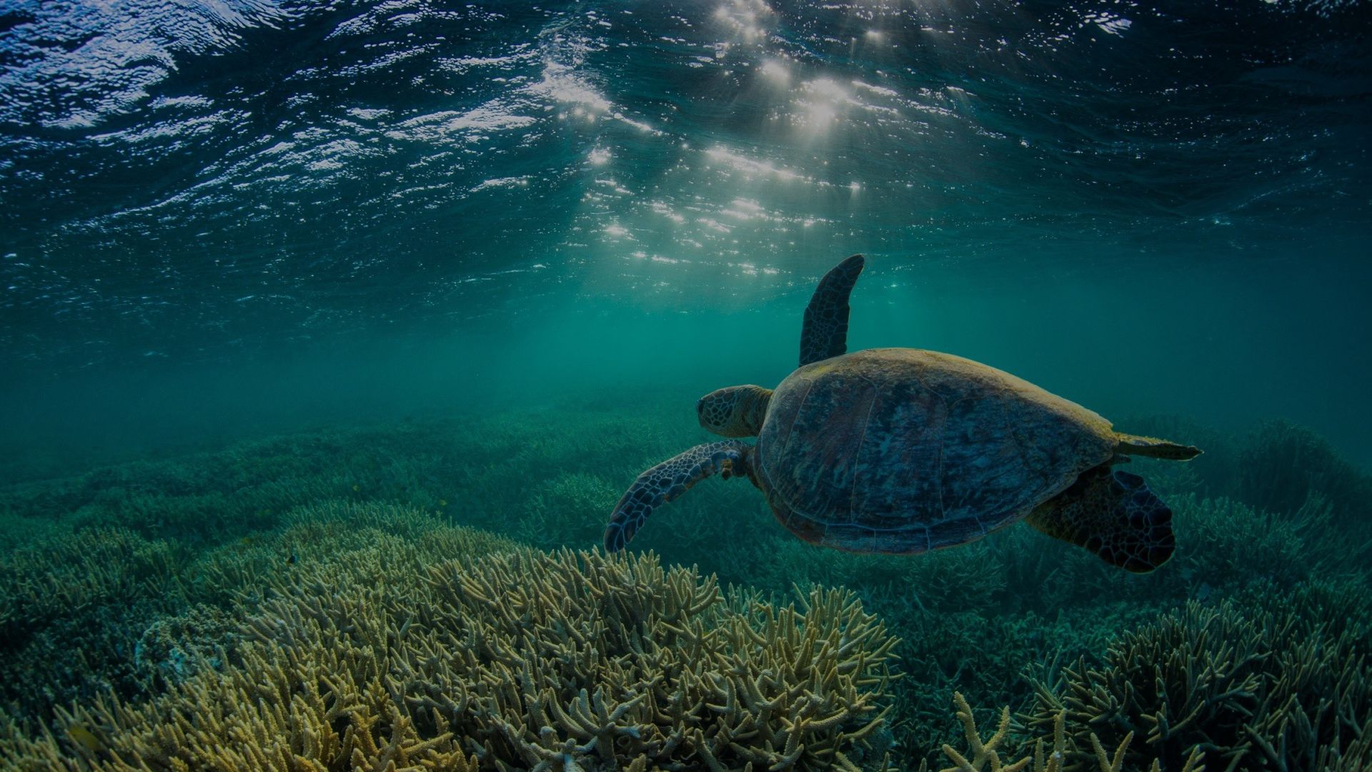 Turtle on the Reef with Staghorn coral