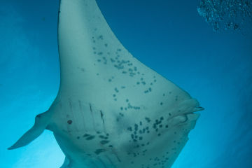 Five fascinating facts about manta rays 