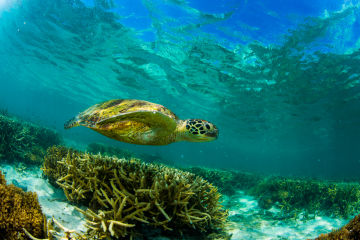 REEFCHAT: How we're saving our endangered turtles