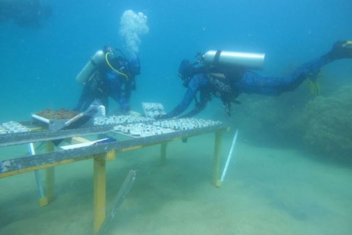 Divers deploying aquaculture-grown corals. Credit: AIMS
