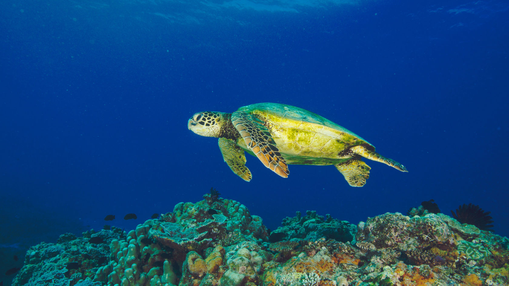 Restoring the world's largest green turtle rookery Great Barrier Reef