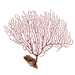 Great Barrier Reef Logo