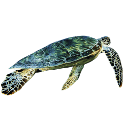 Great Barrier Reef Logo