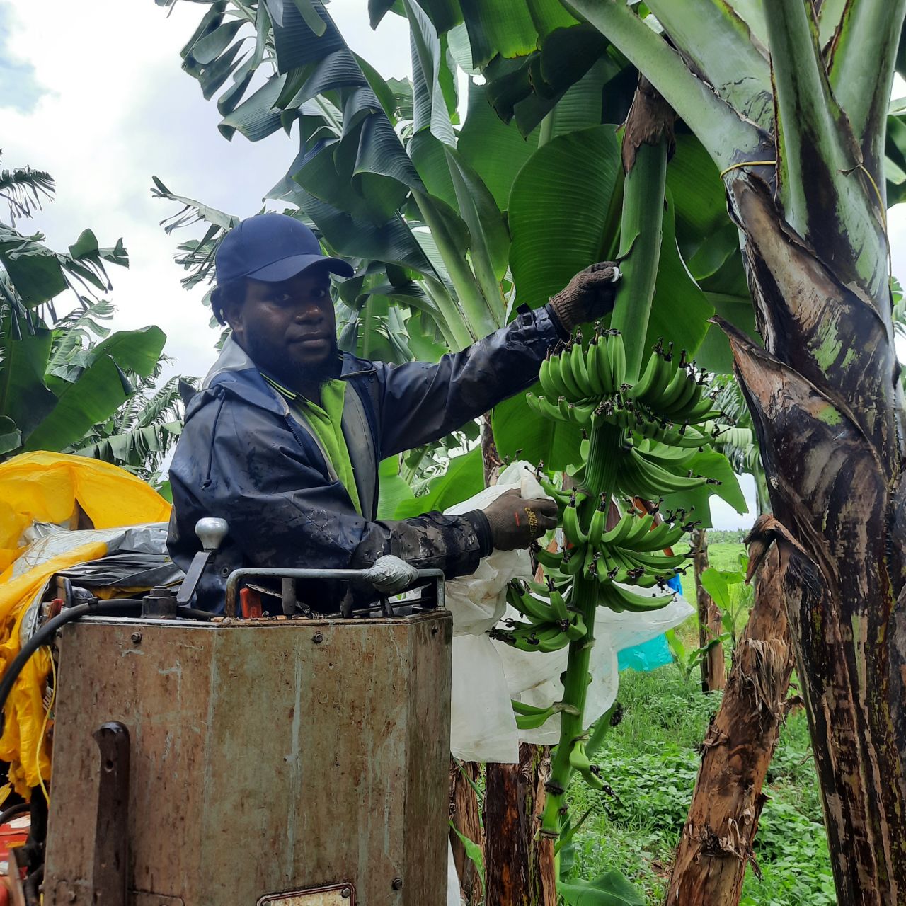 Banana bunches are GPS tagged and harvested part of the innovation project led by Farmacist. Credit: Farmacist.