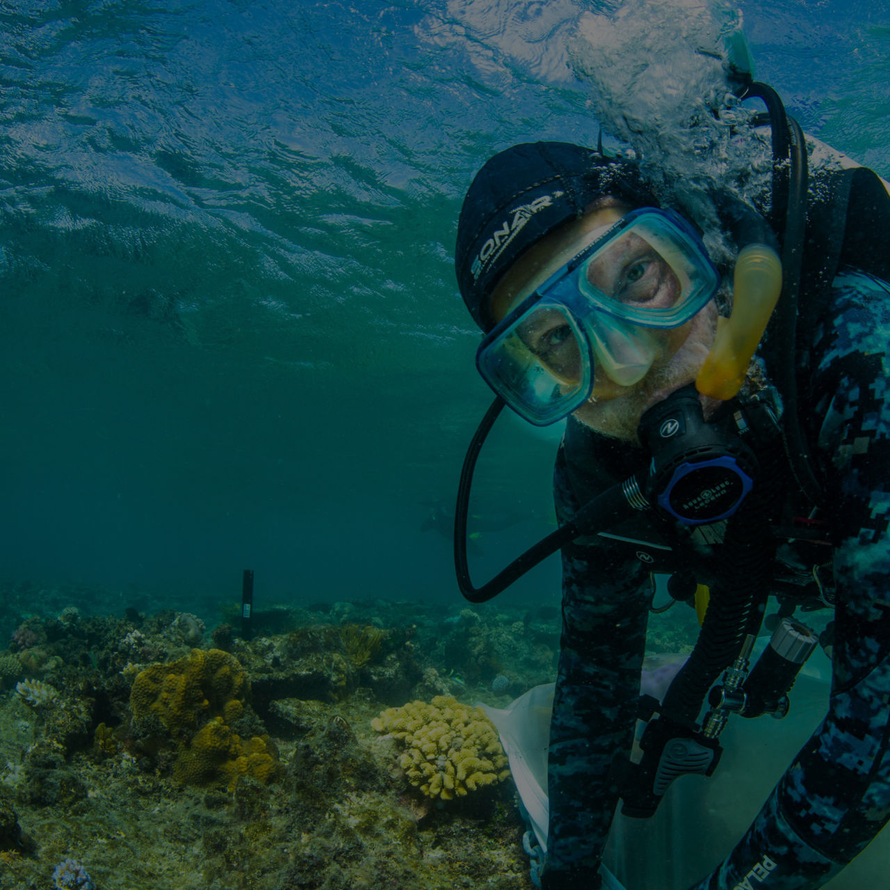 5. Coral larvae delivered onto damaged reefs