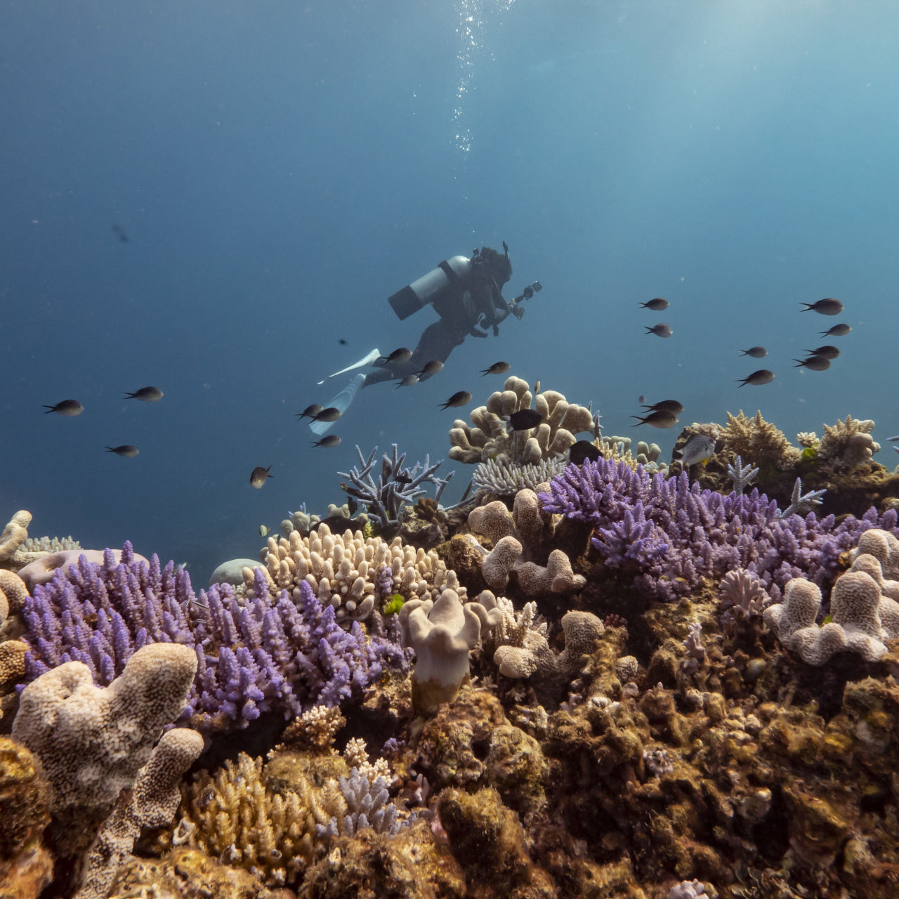 Diver Taking Survey Images During Great Reef Census Expedition in Far Northern Great Barrier Reef. Credit: Phil Warring