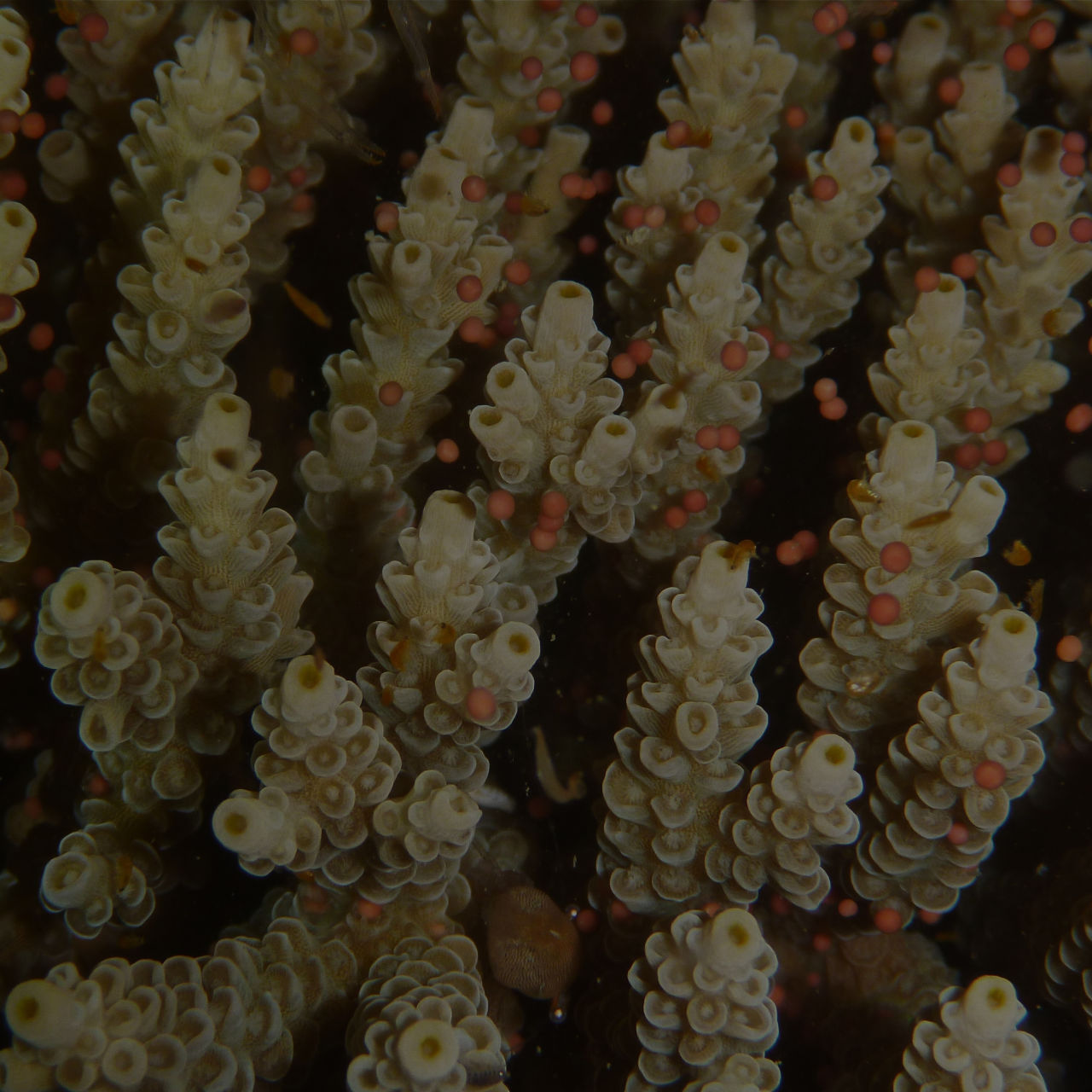 Coral spawning