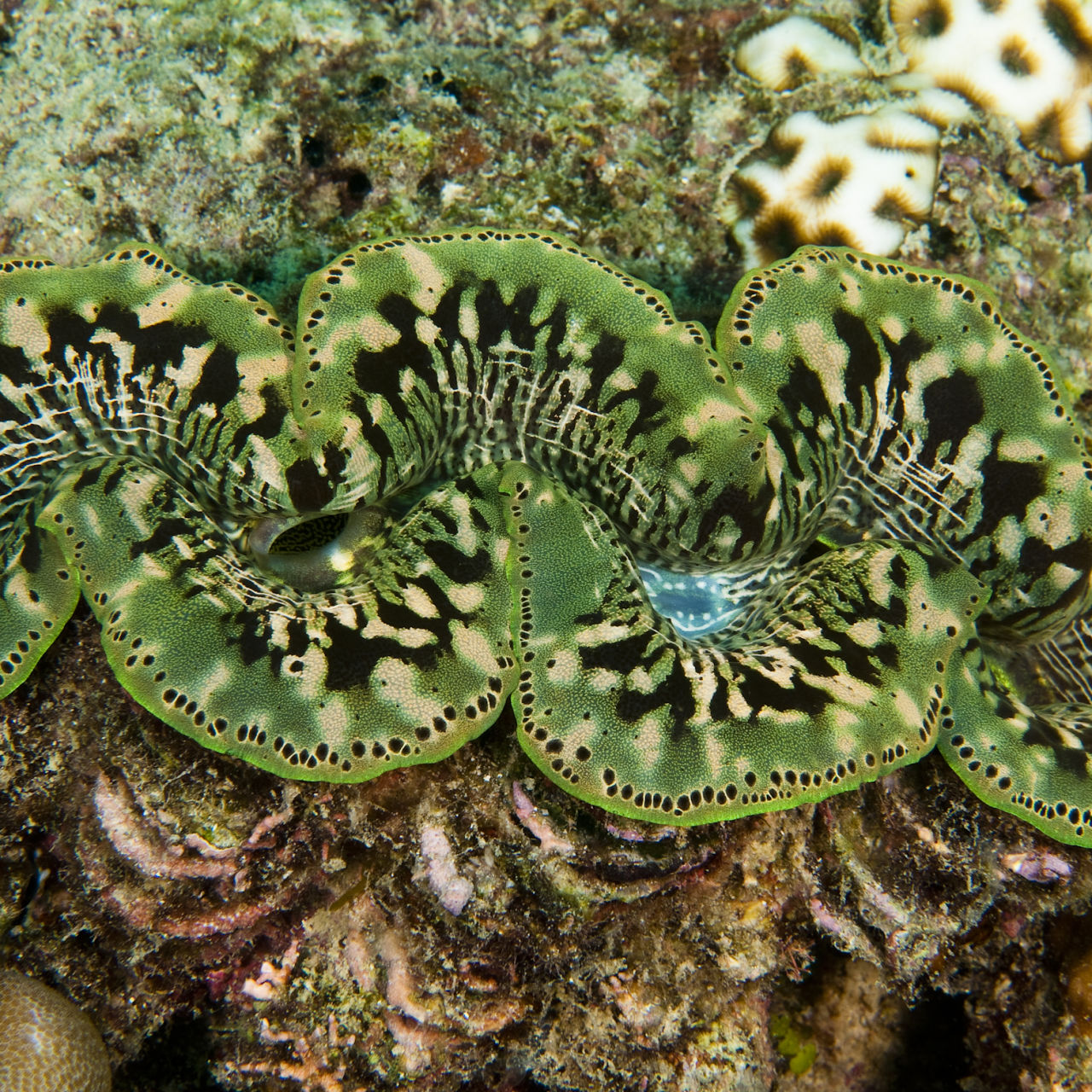 open giant clam