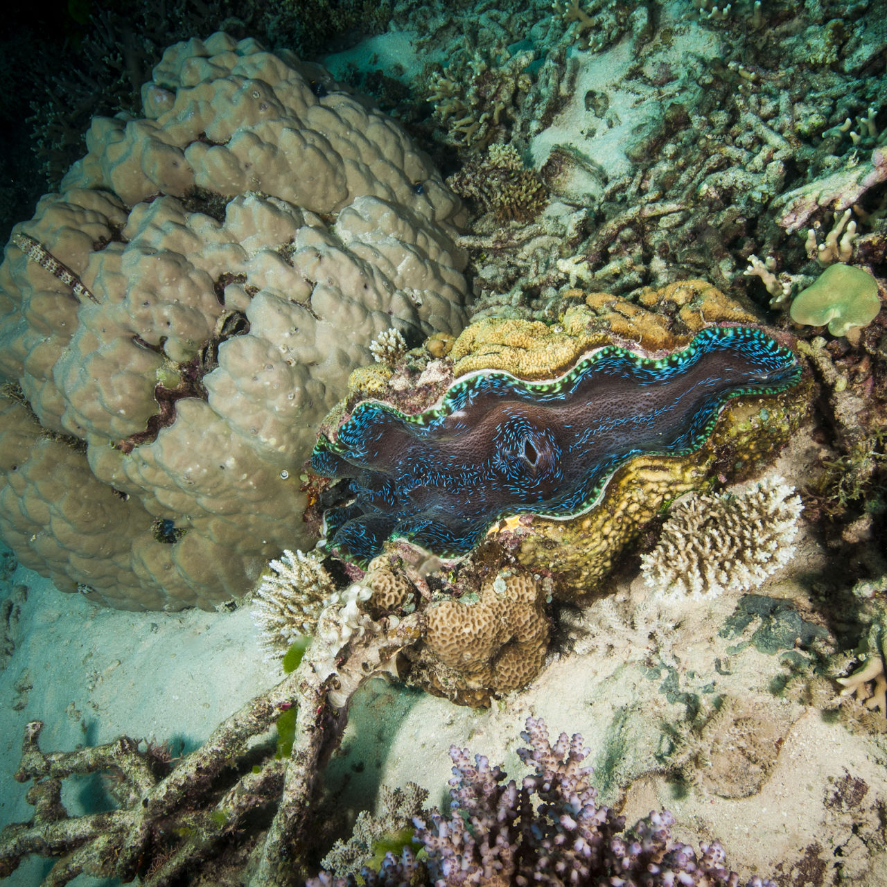 live clams underwater