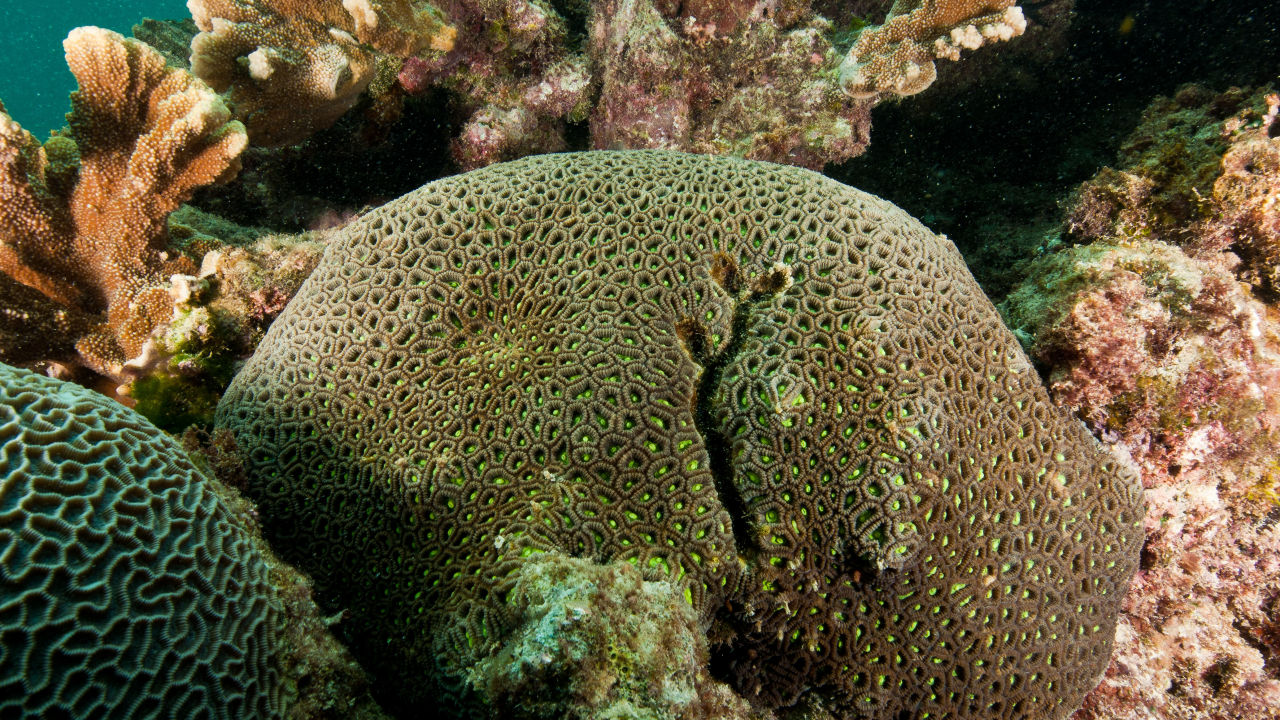 Genomics research reveals brain corals may be more resilient to bleaching