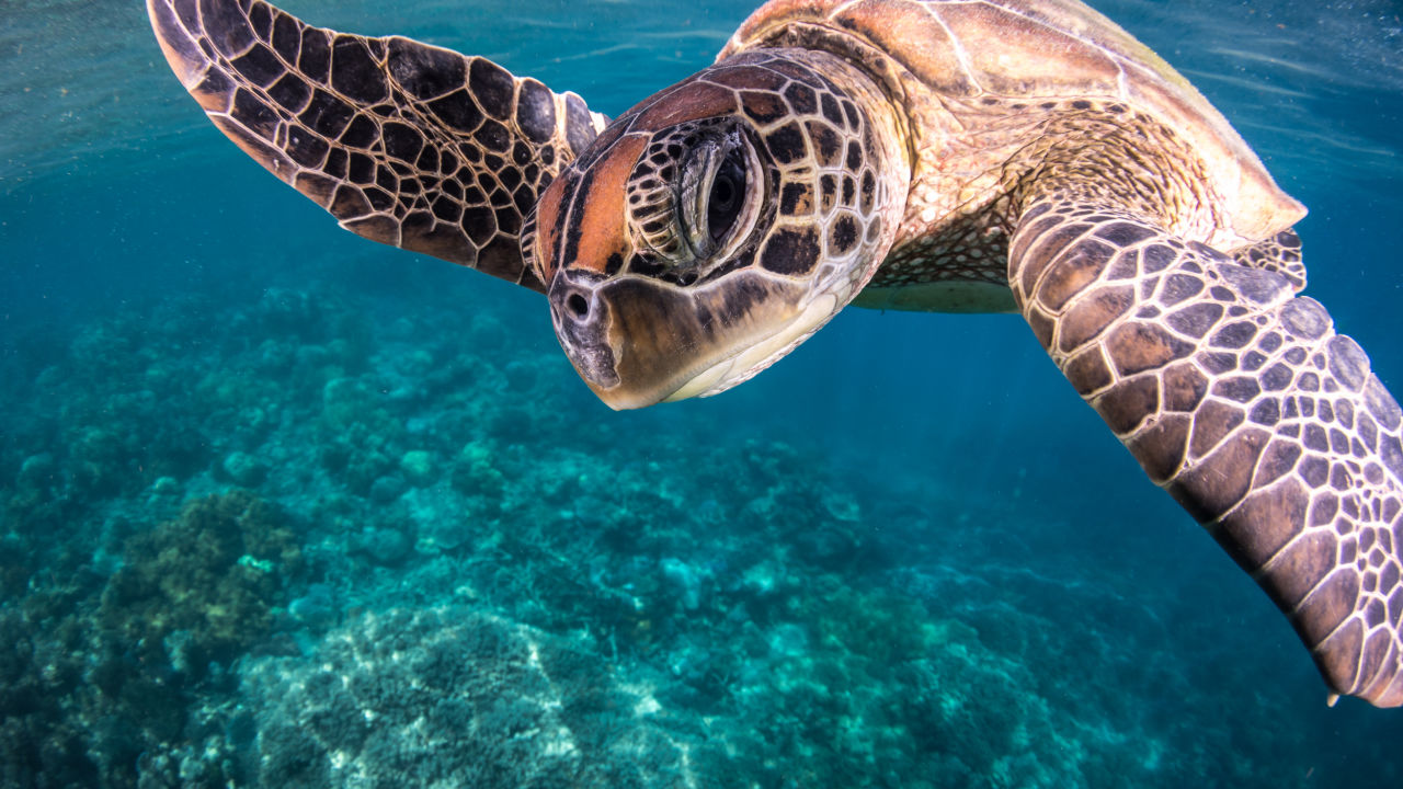 Green turtle: An icon with a story to tell