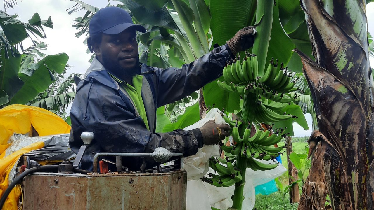 These banana bunches have been tagged by GPS and are now being harvested. They are a part of the innovation project led by Farmacist.