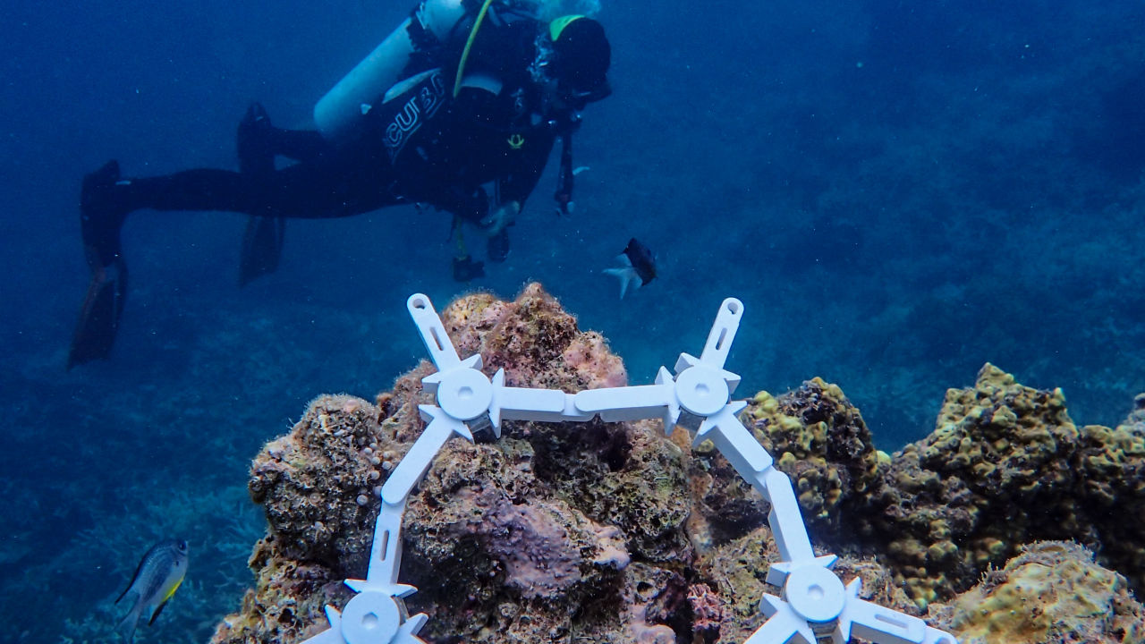 Recently placed ceramic coral seeding devices on the surface of the reef with a scientific diver.