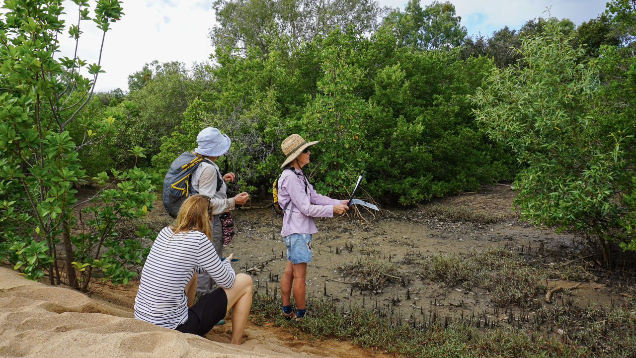 Maggie Mangroovers: The volunteers capturing vital clues about a key Reef habitat