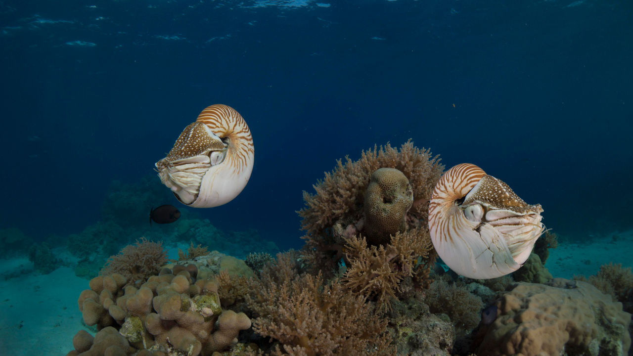 Palauan’s pull together to protect their patch