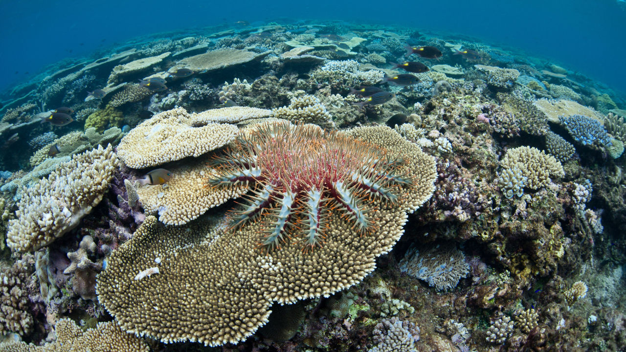 Inside the race to detect crown-of-thorns starfish outbreaks before it’s too late