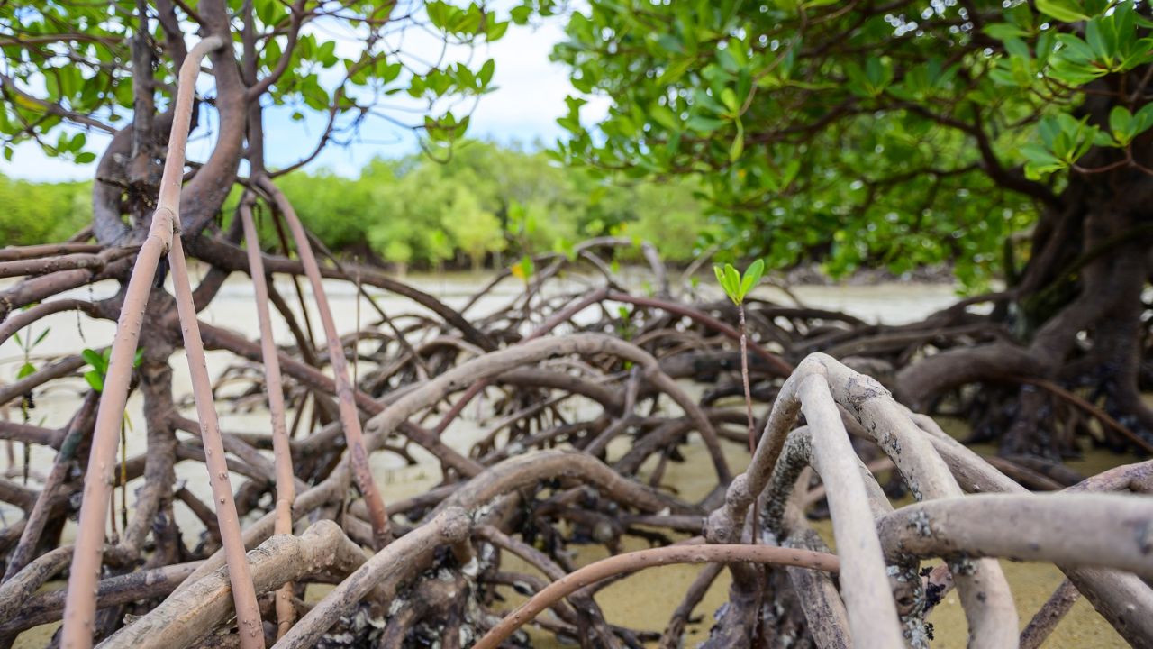 Kickstarting Blue Carbon projects in the Asia Pacific
