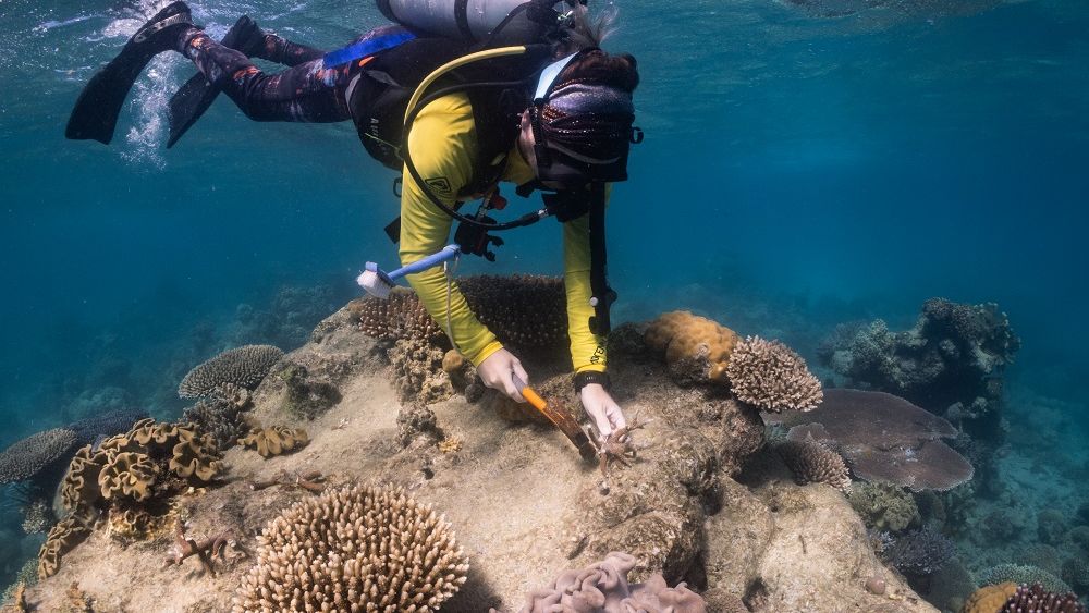 Qantas and Great Barrier Reef Foundation set up $10 million fund to help restore the Reef