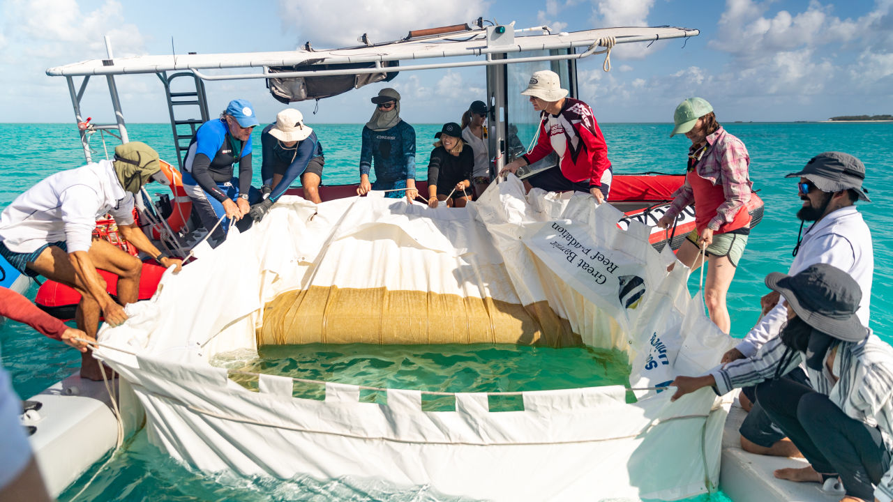 290m more baby corals to help restore and protect the Great Barrier Reef