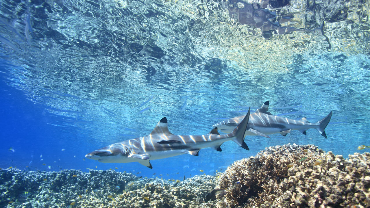 Sharks to be revered (not feared)