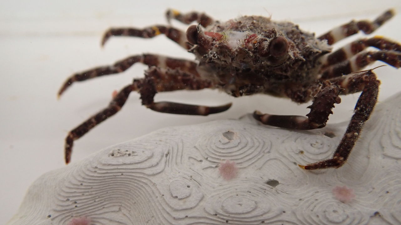 Tiny crabs, big impact: new allies in protecting coral