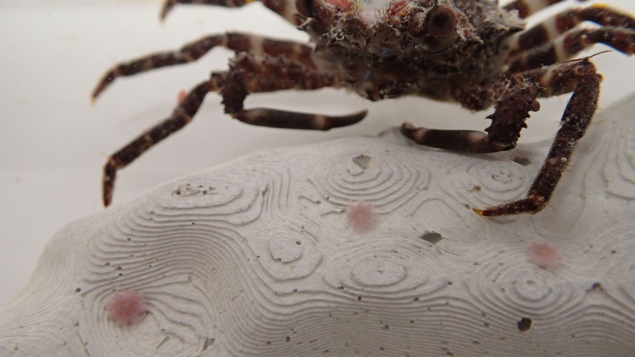 Tiny crabs, big impact: new allies in protecting coral