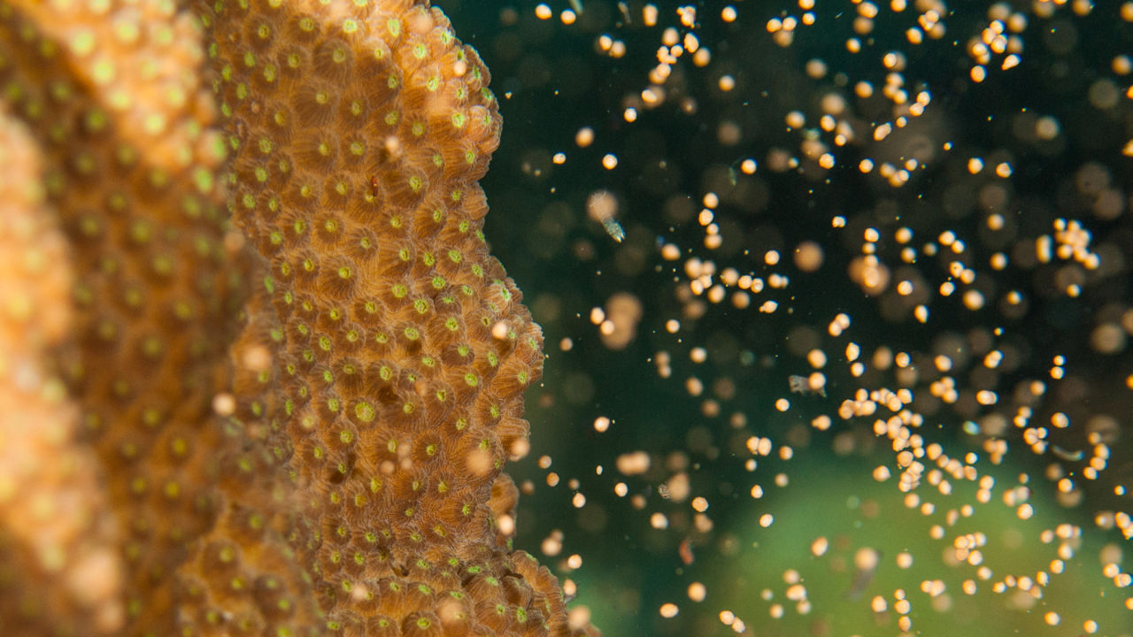 Coral spawning breeds a new generation for our Reef - Great Barrier Reef  Foundation