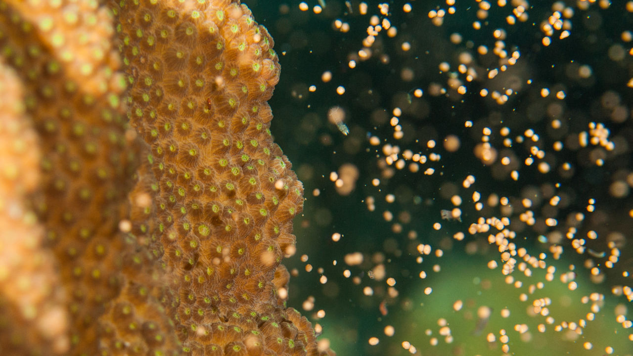 Coral spawning breeds a new generation for our Reef