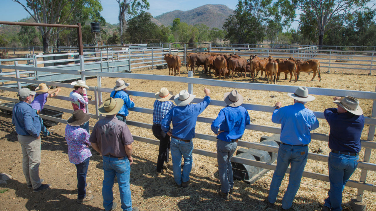 New grazing system builds resilience at White Kangaroo Station 