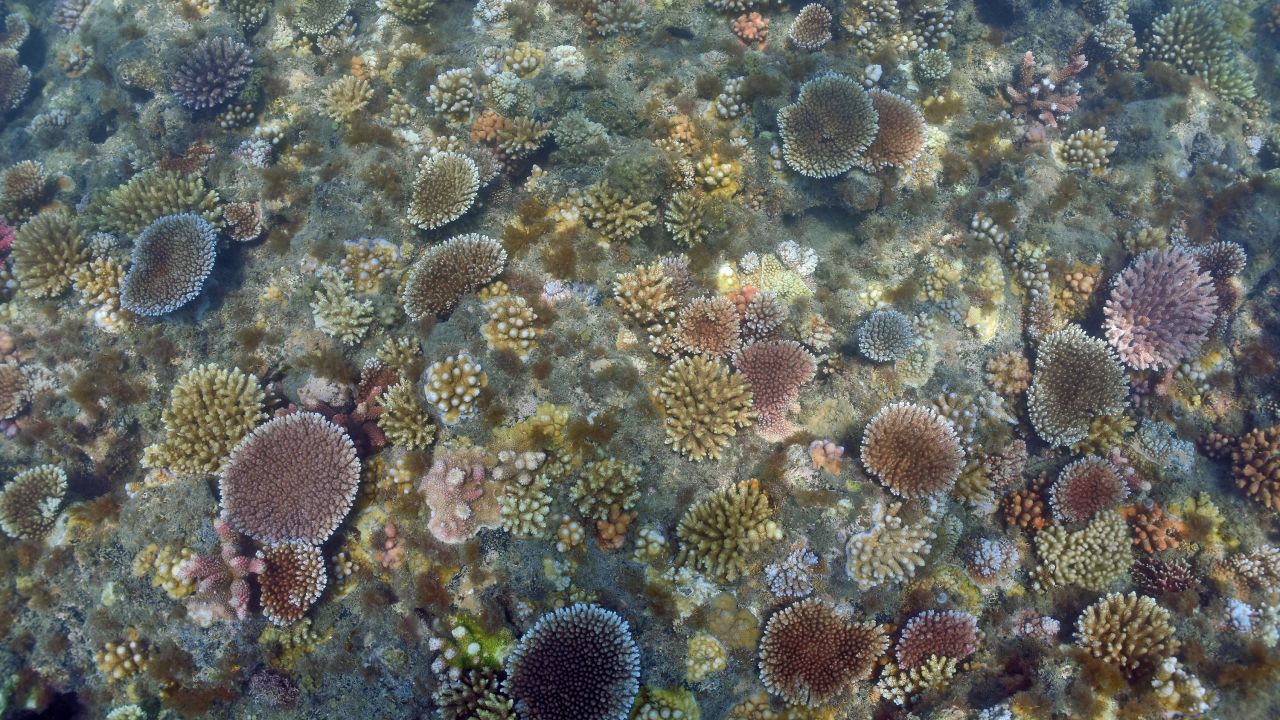 Coral Reef Algae Types