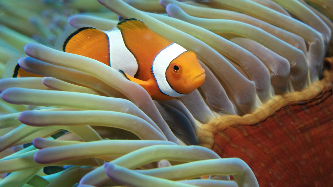 Nemo turns 20 - Great Barrier Reef Foundation