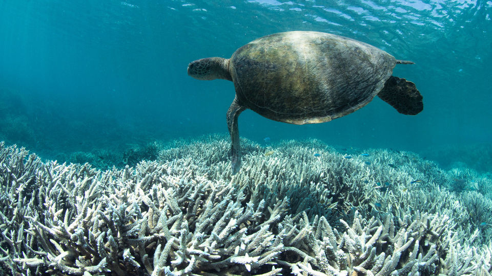Coral bleaching: It's not too late to save the Great Barrier Reef