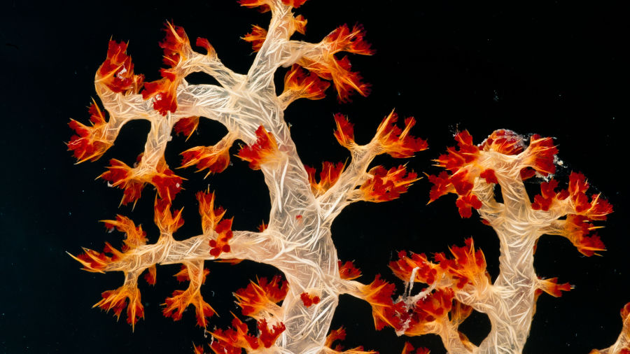 What is the coral microbiome?