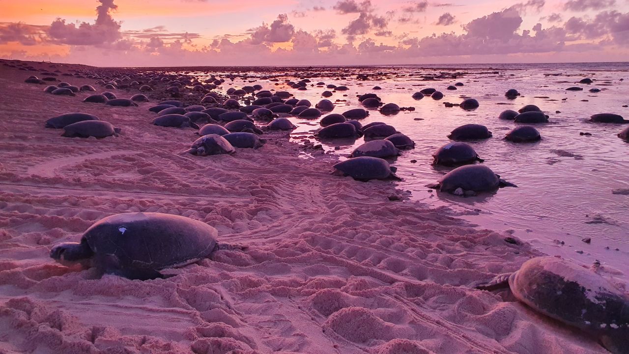 Turtles waiting for the rising tide on the reef flat at sunrise at Raine Island.