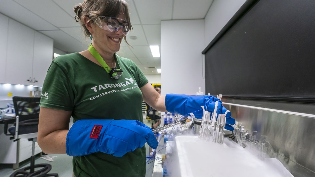 Frozen coral sperm successfully used in coral breeding trials