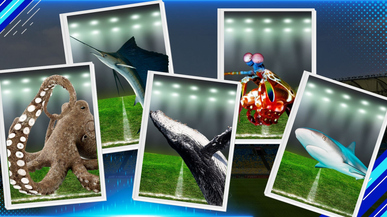Team Reef player cards