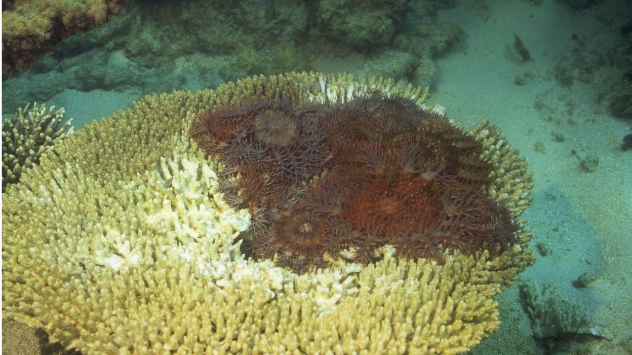 Five fascinating facts about crown-of-thorns starfish  