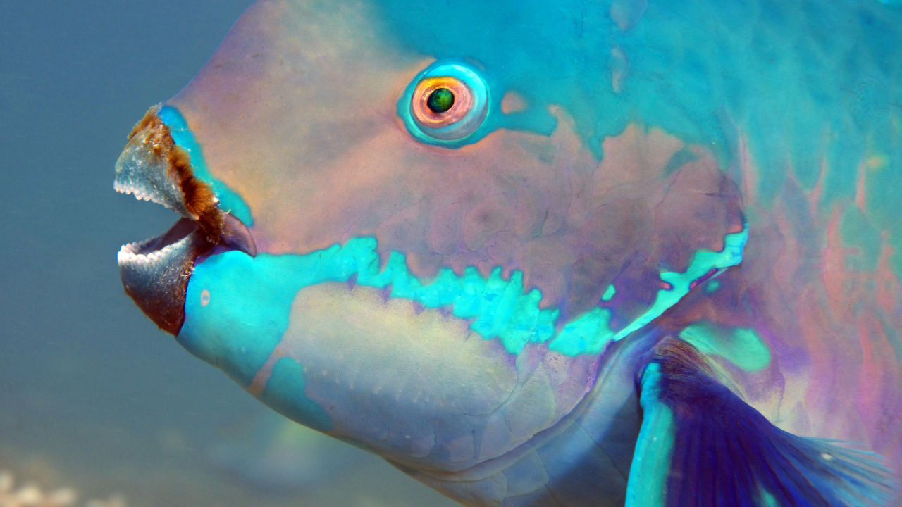 Five fascinating facts about parrotfish