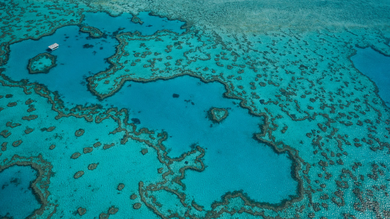 What we’re doing to save our Reef and how you can help