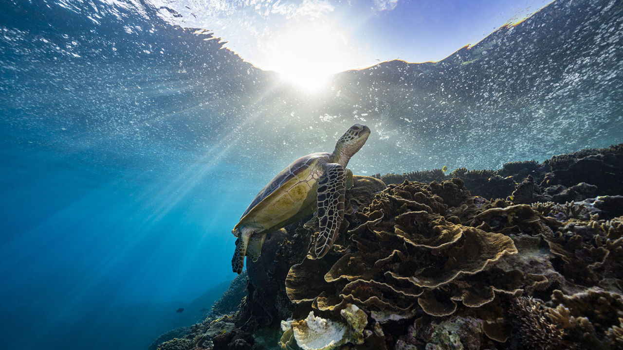 A sea turtle swims close to the surface over a coral reef.