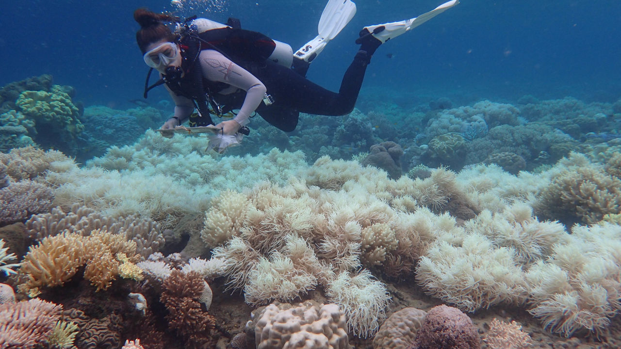 Orpheus Island 2017