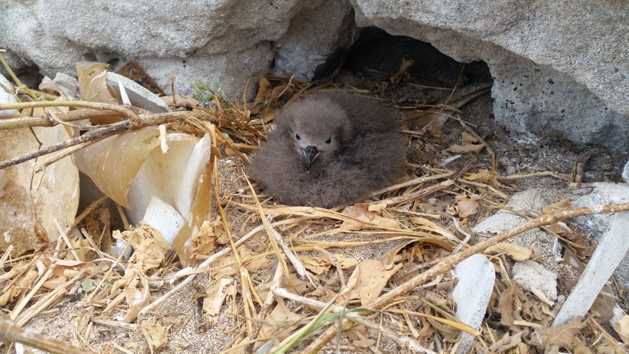 Endangered seabird discovery on Raine Island breaks 30 year record
