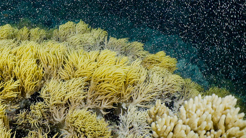 Coral spawning: what are the odds?
