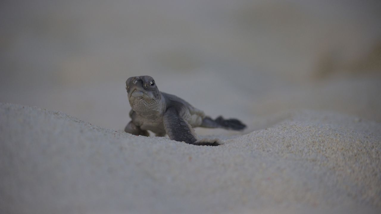 7 Reef documentaries to get you through isolation this week