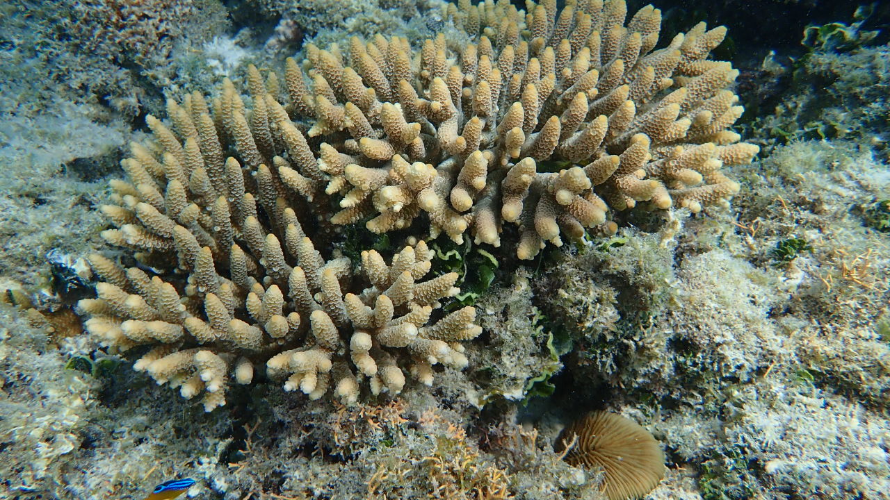 First Coral IVF babies on the Reef thriving